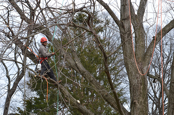 Northern Virginia Tree Experts' clean up service in Chantilly, VA