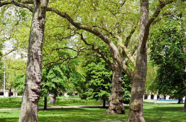 Healthy Trees in Chantilly, VA
