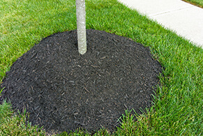 Quick Tree Installation & Planting by Northern Virginia Tree Experts in Chantilly, VA